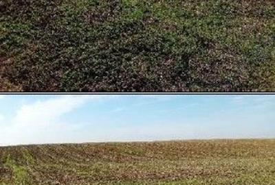 Teren de 6700 mp, în Bârlogu - 1