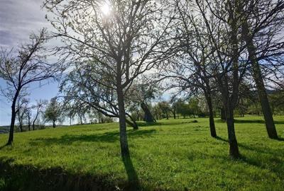 Teren Intravilan  in Luncoiu de Jos, Jd Hunedoara - 9