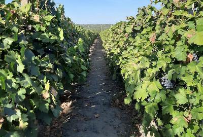 Casă cu 3 camere în Dumbrăveni - 4