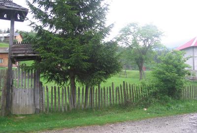 Teren intravilan Valea Doftanei - 4