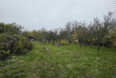 Casă cu 6 camere cu Teren 4000 Mp în Vedea - 4