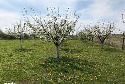 Teren de 3000 mp, în Central - 7