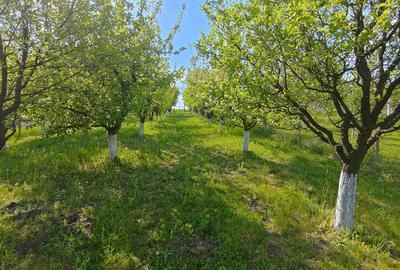 Teren intravilan de 1000 mp, în Daia - 6
