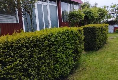 Duplex cu 5 camere cu Teren 1000 Mp în Lilieci - 16