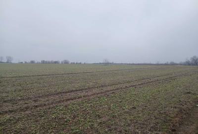 Spațiu comercial, în Merii Petchii - 3