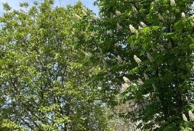 Casă individuală cu 5 camere cu Canalizare în Buciumeni - 9