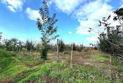 Livada+gradina, teren intravilan 2902mp, Damienesti-Bacau... - 8