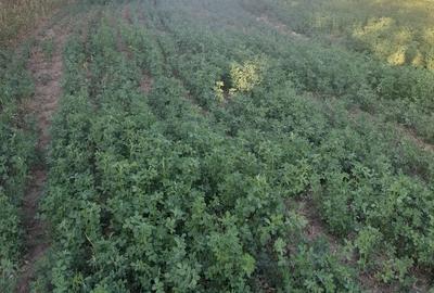 Spațiu comercial, în Central - 2