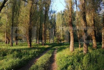 Teren de 120000 mp, în Pojejena - 8