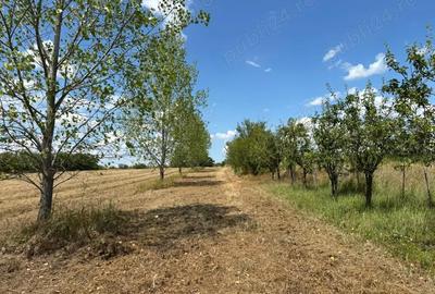 Casă cu 6 camere cu Teren 16351 Mp în Viile Satu Mare - 5