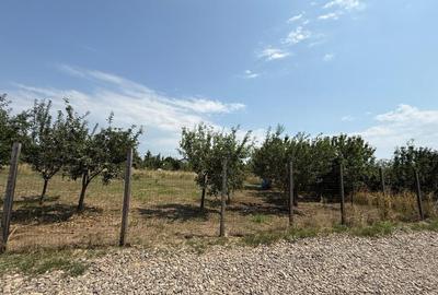 TEREN PENTRU CONSTRUCTIA CASEI, MIROSLAVA, VALEA URSULUI - 16