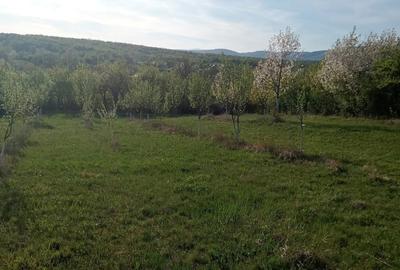 Teren de 7700 mp, în Dumbrăveni