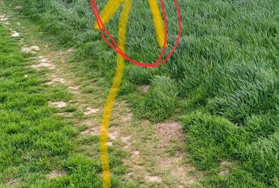 Teren intravilan lipia ilfov langa padure 3800 mp - 4