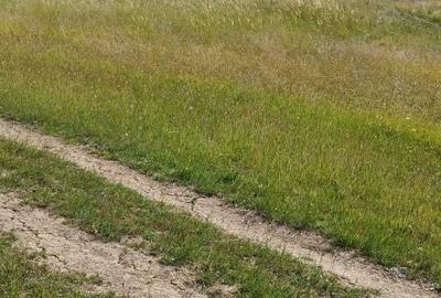 Teren de 18000 mp, în Mihăileni - 3