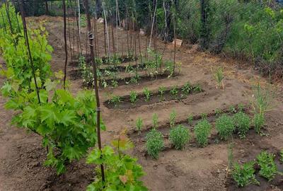 Casă cu 6 camere în Central - 10