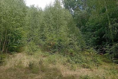 Teren de 3500 mp, în Valea Babei - 6