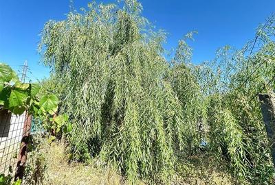 Casa si teren 3567 mp cu piscina, livada si helesteu  Corlatesti - 18