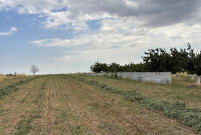 Teren Budeni - Delta Comana - Giurgiu - 13