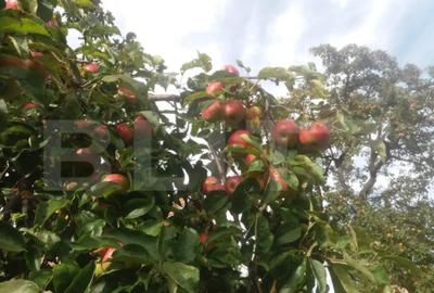 Casă cu 3 camere cu Canalizare în Baciu - 2