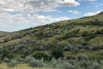 Teren de 500000 mp, în Valea Călugărească - 12