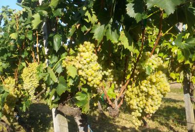 Spațiu comercial, în Ardud - 6