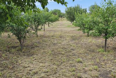 Casă cu 4 camere cu Teren 2424 Mp în Coteana - 5