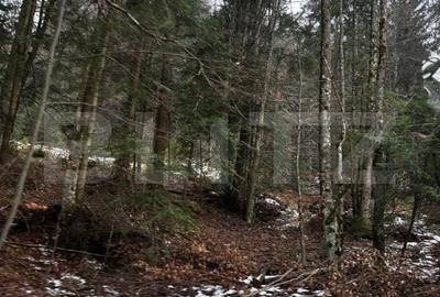 Teren unic, exclusivist  4000 mp, in inima muntilor, Sinaia - 5