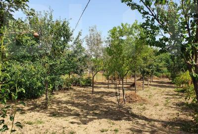 DE VANZARE Casa cu gradina mare in Lugoj - 3