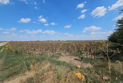 Teren Construcții intravilan de 33000 mp, în Exterior Sud - 12