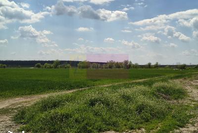 Teren de 12450 mp, în Cernica - 4
