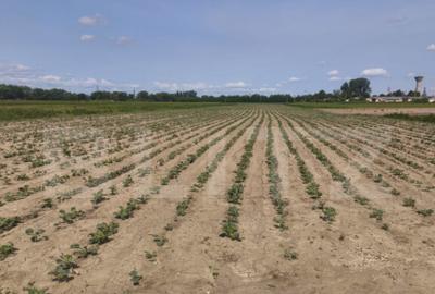 Teren extravilan, 1ha,zona centurii Radauti - 1