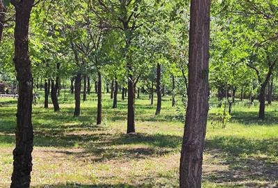 Loturi constructie intre 70-85 Euro/mp - Afumati, Strada Padurii - 9
