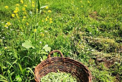 Com. Ileana - Calarasi, 4000 mp. teren si casa de vacanta cu deschidere la Balta - 3