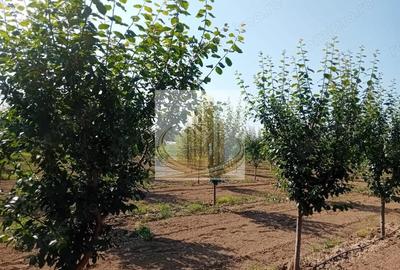 Teren de 16000 mp, în Belinț - 9