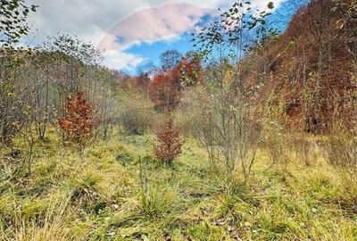 Teren Construcții intravilan de 4877 mp, în Mara - 6