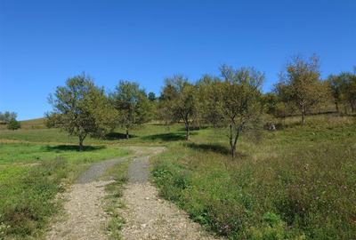 Teren Construcții intravilan de 8757 mp, în Luncoiu de Sus - 7