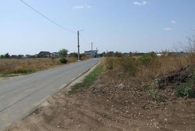 Domnesti-Ciocarliei(Afinului-Fragilor). - 12