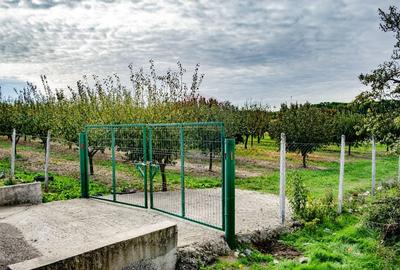 De vanzare teren cu livada in Sarbova! - 6