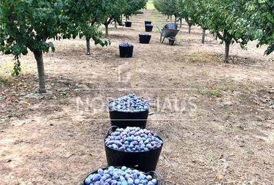 Casă cu 2 camere cu Teren 5500 Mp în Cârja - 7