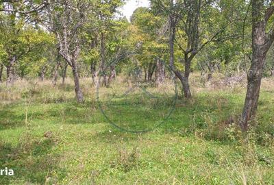 Spațiu comercial, în Dorolea - 4