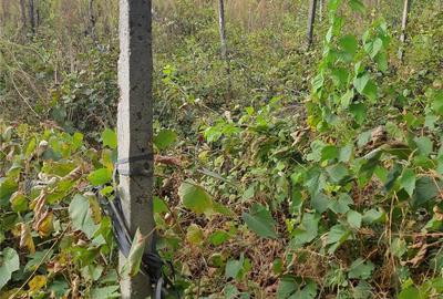 Casă cu 2 camere cu Teren 3410 Mp în Podu Turcului - 2