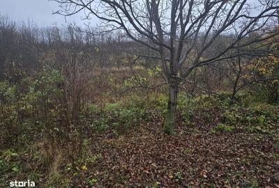 Spațiu comercial, în Tomești - 2