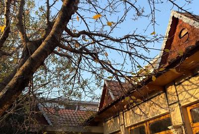 Casă cu Teren 2522 Mp în Cerna - 6