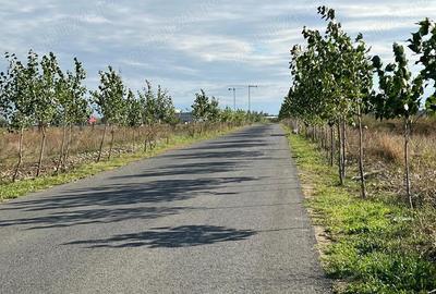 Titan - Policolor - str. Drum Gura Solcii, intravilan 3000 mp - 4