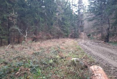 Teren agricol extravilan de 2500 mp, în Alexandru cel Bun - 4