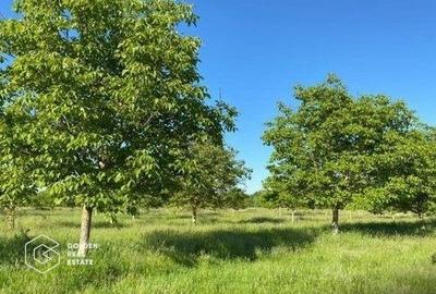 Teren agricol extravilan de 500000 mp, în Bazoșu Nou - 3