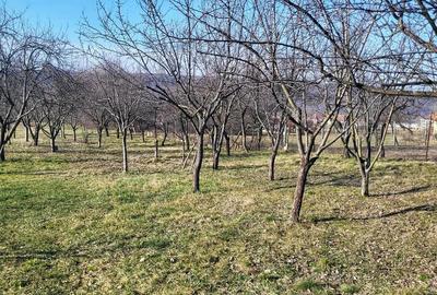 Casă cu 3 camere în Betfia - 4