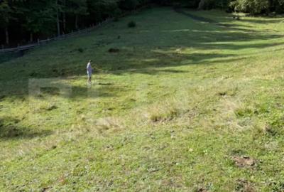 Teren de 2792 mp, în Colibița - 4