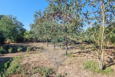 Teren de 3607 mp, în Balotești - 4