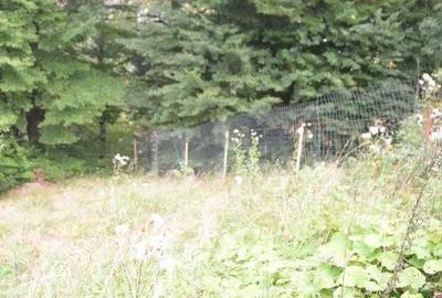 Teren de 1300 mp, în Valea Alba - 5